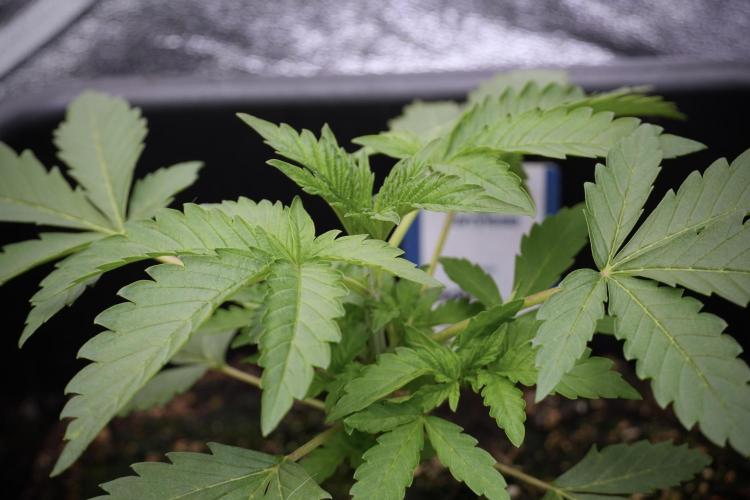 SOUR DIESEL-The Ascension of a Legend. Week 4 - SD week 3