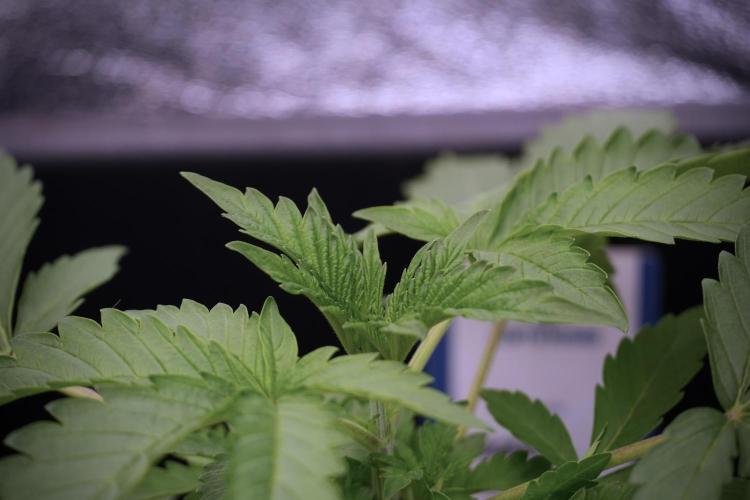 SOUR DIESEL-The Ascension of a Legend. Week 4 - SD week 3