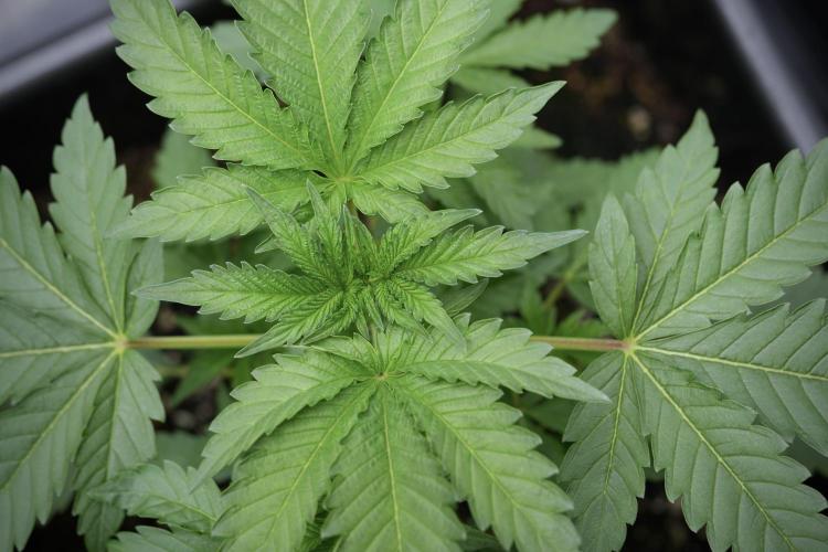 SOUR DIESEL-The Ascension of a Legend. Week 4 - SD week 4