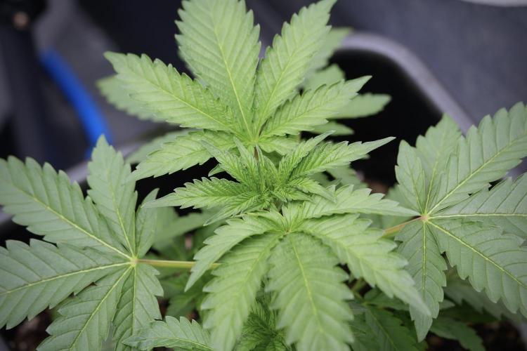 SOUR DIESEL-The Ascension of a Legend. Week 4 - SD week 4