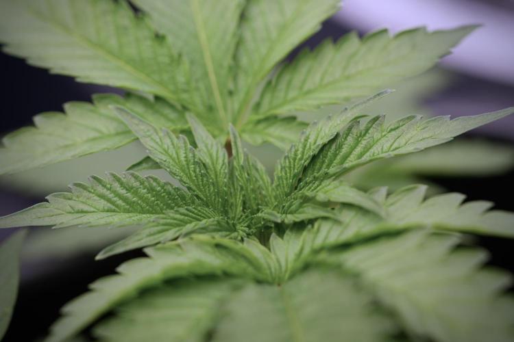 SOUR DIESEL-The Ascension of a Legend. Week 4 - SD week 4