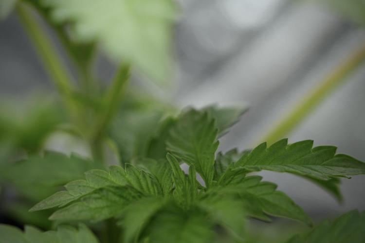 SOUR DIESEL-The Ascension of a Legend. Week 4 - SD week 4