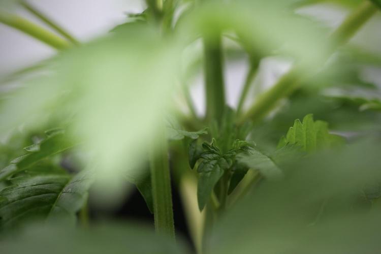 SOUR DIESEL-The Ascension of a Legend. Week 4 - SD week 4