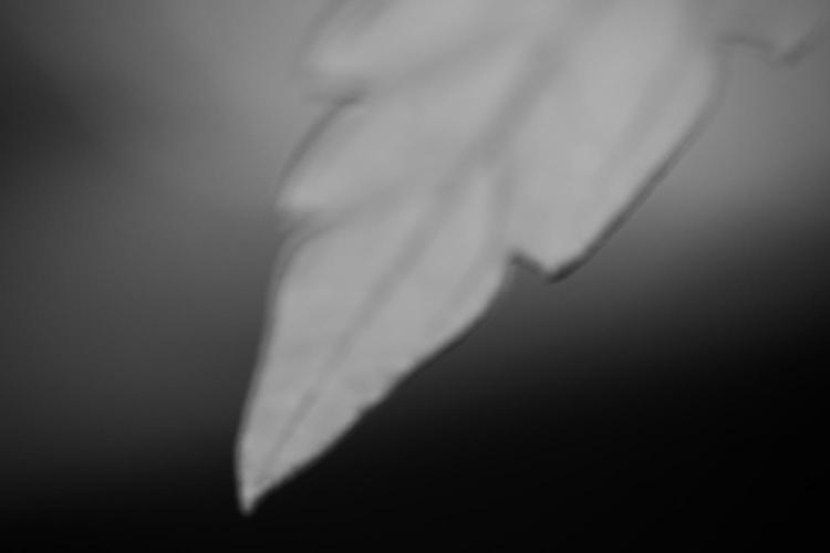 SOUR DIESEL-The Ascension of a Legend. Week 4 - SD week 4 B&W