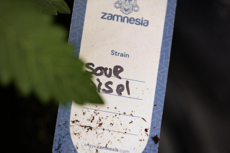 SOUR DIESEL-The Ascension of a Legend. Week 4 - SD week 4