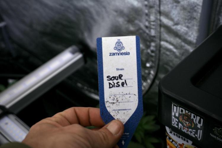 SOUR DIESEL-The Ascension of a Legend. Week 4 - SD week 4