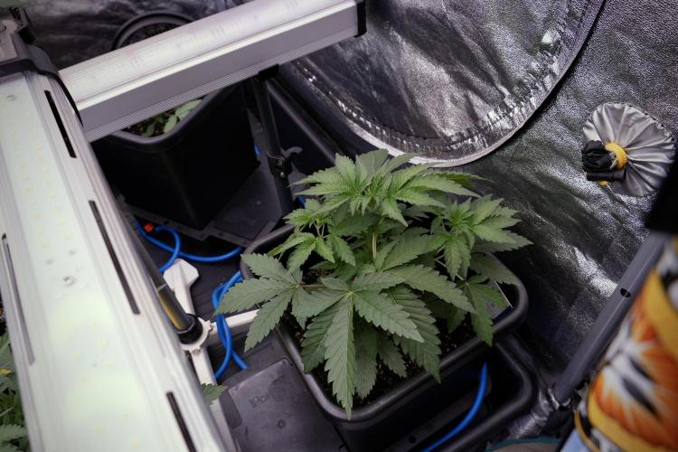 SOUR DIESEL-The Ascension of a Legend. Week 4 - SD week 4