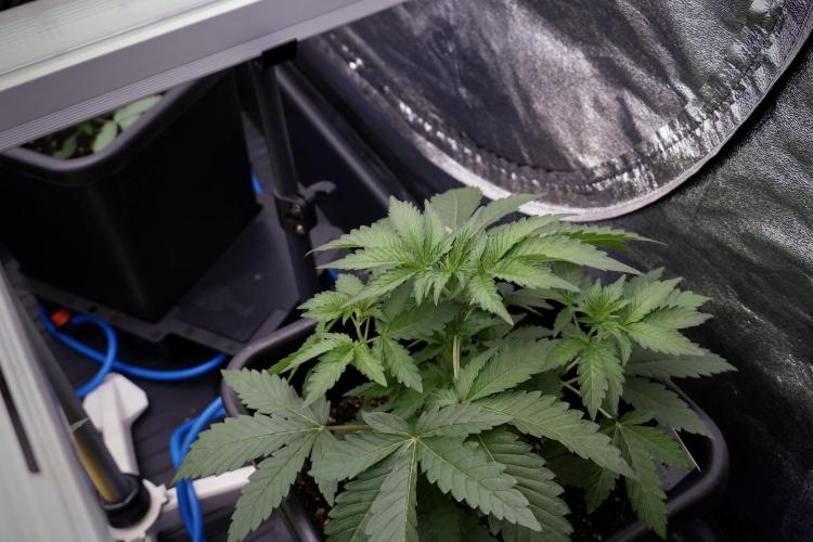 SOUR DIESEL-The Ascension of a Legend. Week 4 - SD week 4