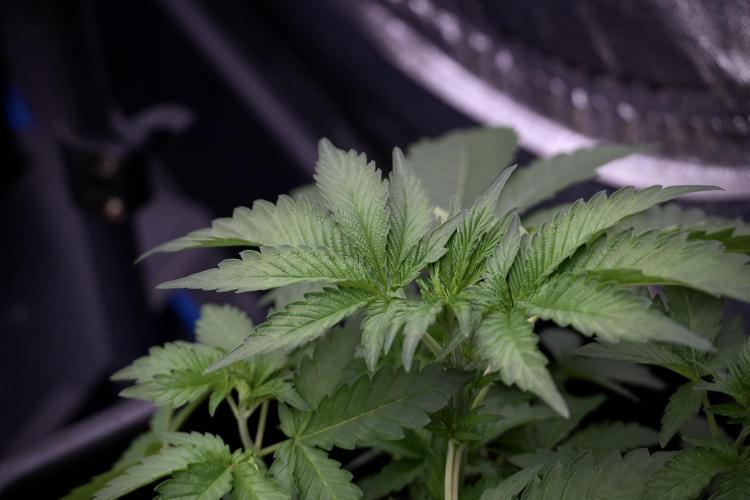 SOUR DIESEL-The Ascension of a Legend. Week 4 - SD week 4