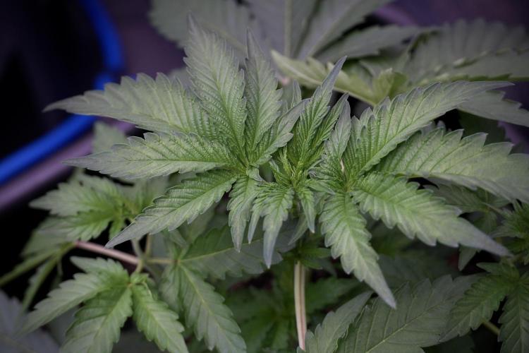 SOUR DIESEL-The Ascension of a Legend. Week 4 - SD week 4