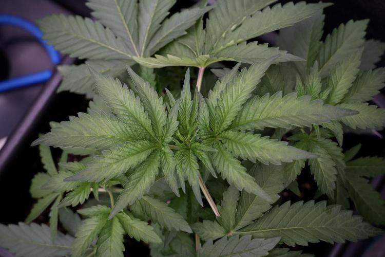 SOUR DIESEL-The Ascension of a Legend. Week 4 - SD week 4