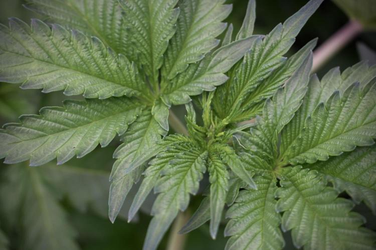 SOUR DIESEL-The Ascension of a Legend. Week 4 - SD week 4