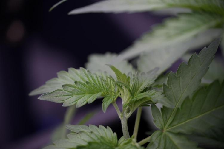 SOUR DIESEL-The Ascension of a Legend. Week 4 - SD week 4