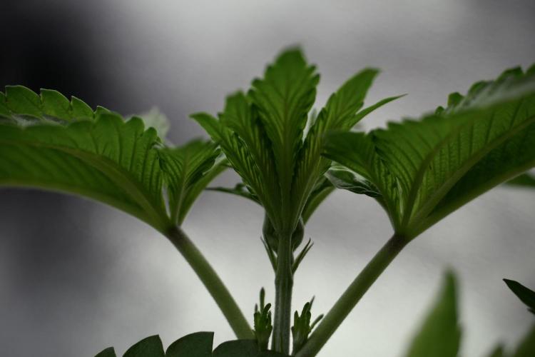 SOUR DIESEL-The Ascension of a Legend. Week 4 - SD week 4