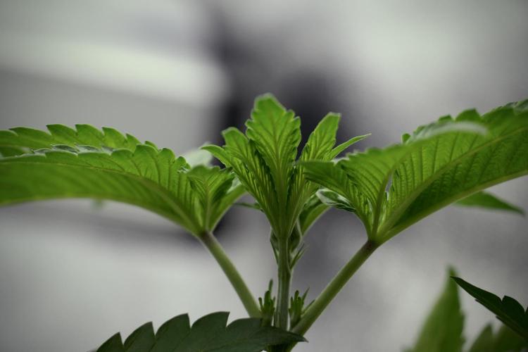 SOUR DIESEL-The Ascension of a Legend. Week 4 - SD week 4