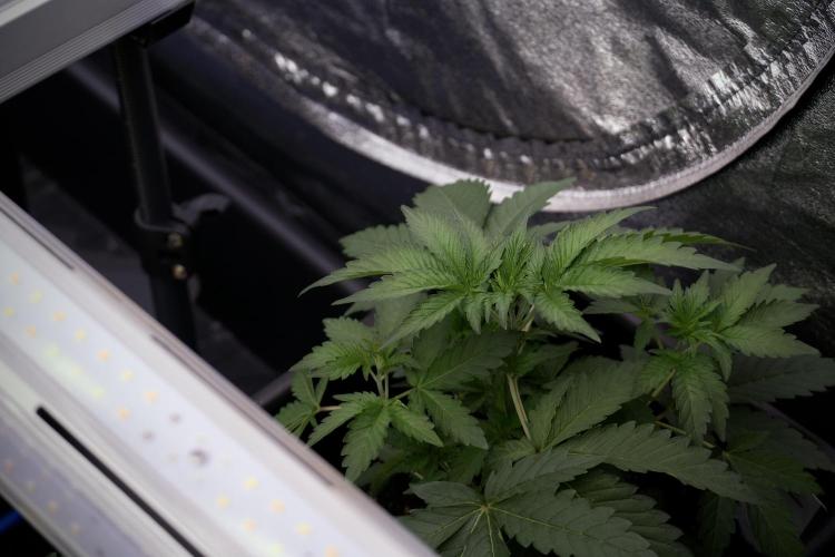 SOUR DIESEL-The Ascension of a Legend. Week 4 - SD week 4