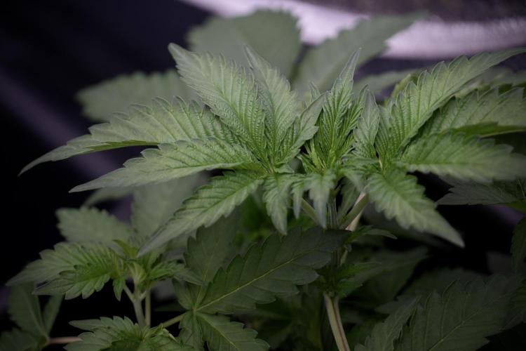 SOUR DIESEL-The Ascension of a Legend. Week 4 - SD week 4