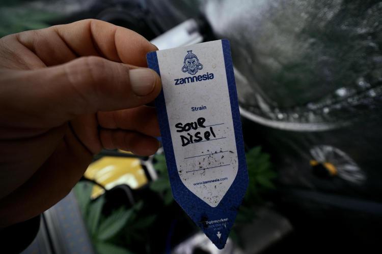 SOUR DIESEL-The Ascension of a Legend. Week 4 - SD week 4