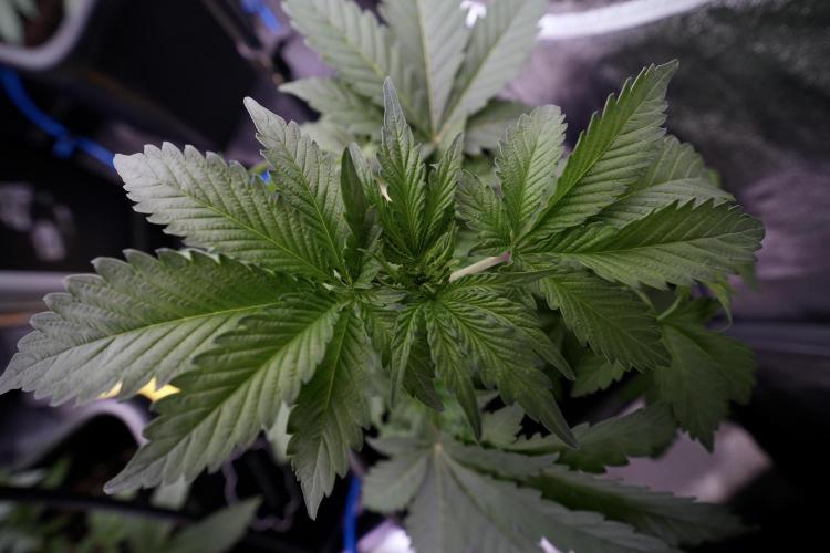 SOUR DIESEL-The Ascension of a Legend. Week 4 - SD week 4