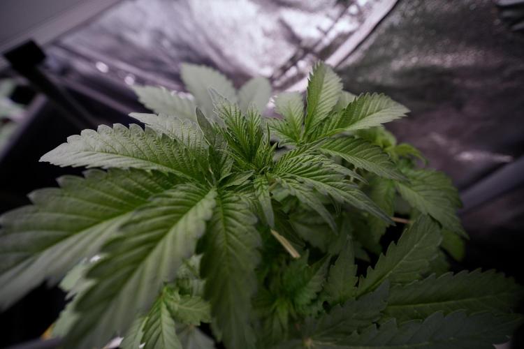 SOUR DIESEL-The Ascension of a Legend. Week 4 - SD week 4