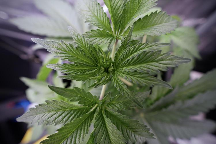 SOUR DIESEL-The Ascension of a Legend. Week 4 - SD week 4