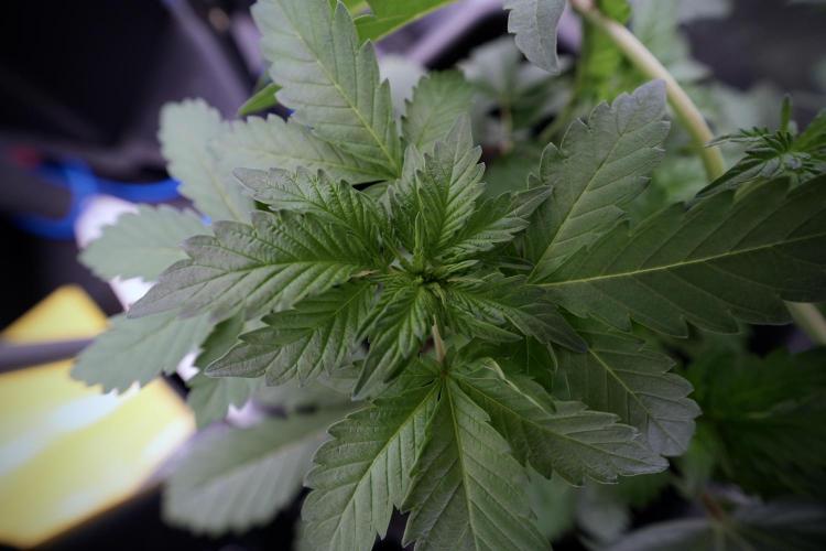 SOUR DIESEL-The Ascension of a Legend. Week 4 - SD week 4