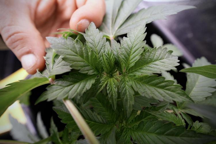 SOUR DIESEL-The Ascension of a Legend. Week 4 - SD week 4