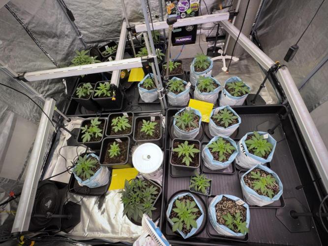 SOUR DIESEL-The Ascension of a Legend. Week 4 - Room and vibes 