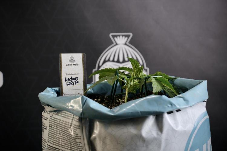 TicaL X Zamnesia-NectarDrip pack#268/750. Week 5 - Nectar trainings