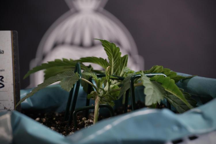 TicaL X Zamnesia-NectarDrip pack#268/750. Week 5 - Nectar trainings