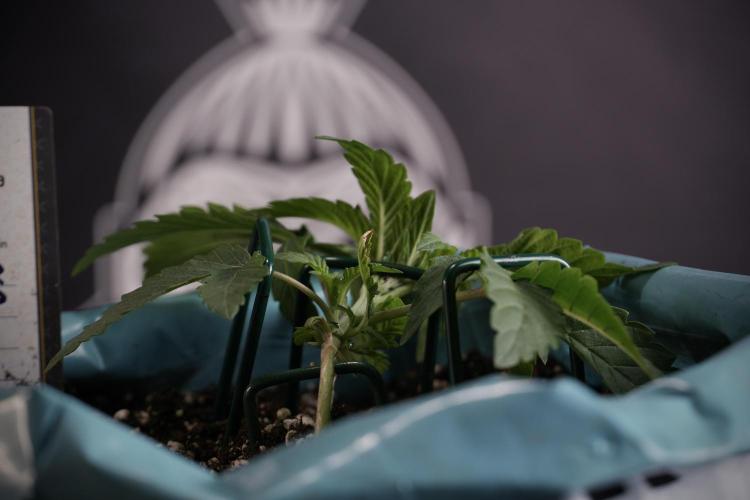 TicaL X Zamnesia-NectarDrip pack#268/750. Week 5 - Nectar trainings