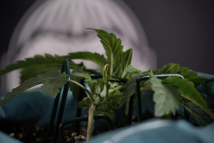 TicaL X Zamnesia-NectarDrip pack#268/750. Week 5 - Nectar trainings