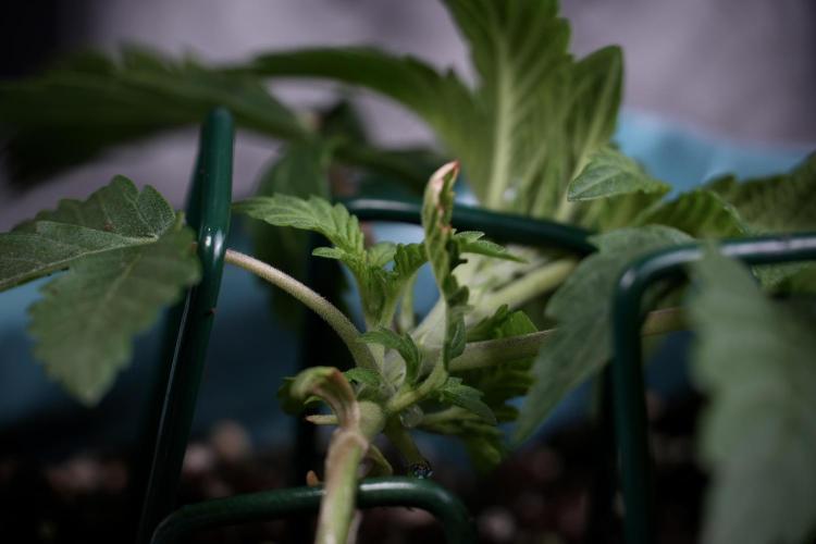 TicaL X Zamnesia-NectarDrip pack#268/750. Week 5 - Nectar trainings