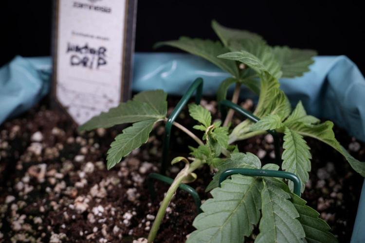 TicaL X Zamnesia-NectarDrip pack#268/750. Week 5 - Nectar trainings