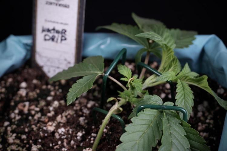 TicaL X Zamnesia-NectarDrip pack#268/750. Week 5 - Nectar trainings