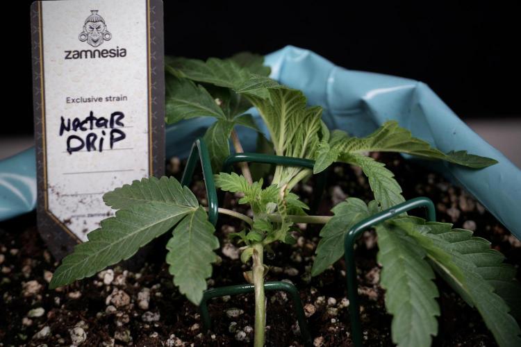 TicaL X Zamnesia-NectarDrip pack#268/750. Week 5 - Nectar trainings