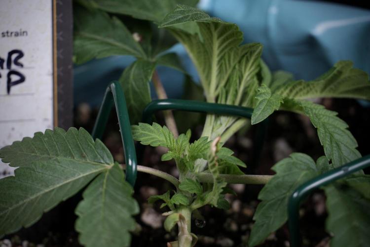 TicaL X Zamnesia-NectarDrip pack#268/750. Week 5 - Nectar trainings