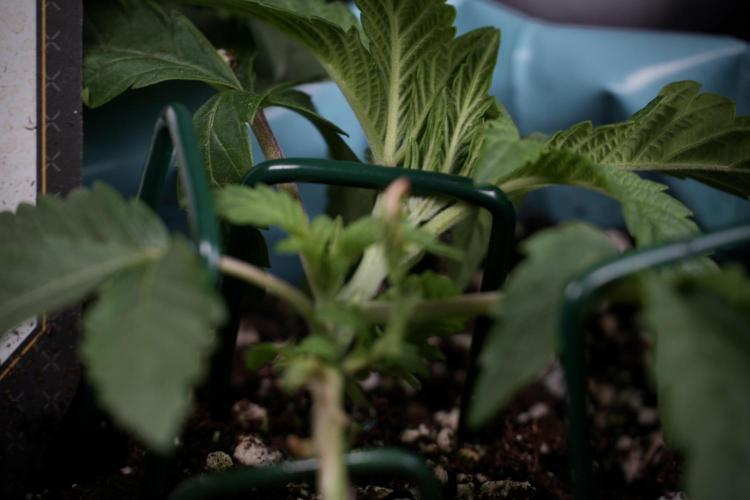 TicaL X Zamnesia-NectarDrip pack#268/750. Week 5 - Nectar trainings