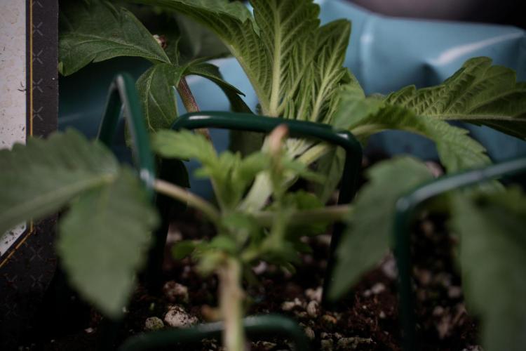 TicaL X Zamnesia-NectarDrip pack#268/750. Week 5 - Nectar trainings