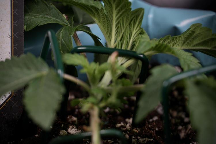 TicaL X Zamnesia-NectarDrip pack#268/750. Week 5 - Nectar trainings