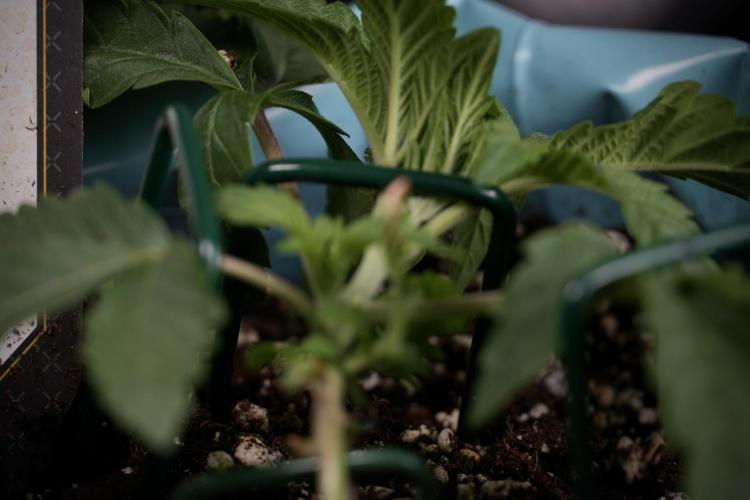 TicaL X Zamnesia-NectarDrip pack#268/750. Week 5 - Nectar trainings