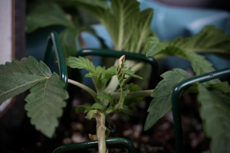 TicaL X Zamnesia-NectarDrip pack#268/750. Week 5 - Nectar trainings