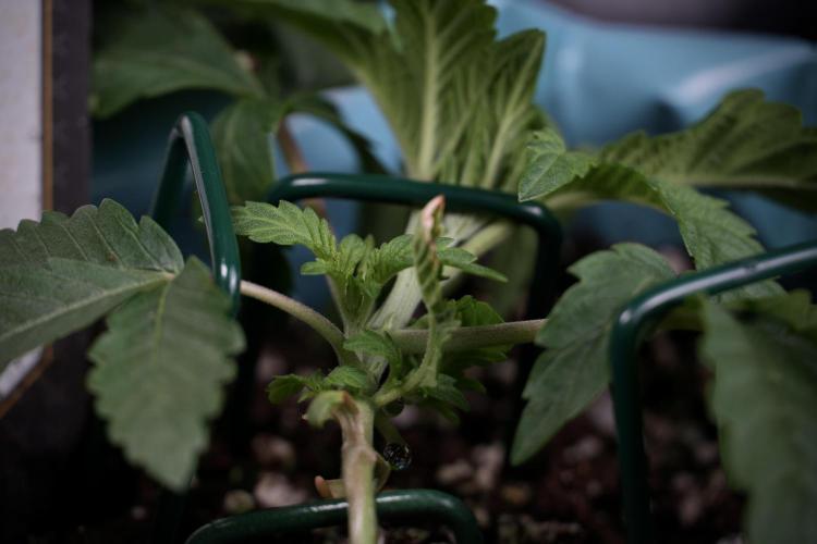 TicaL X Zamnesia-NectarDrip pack#268/750. Week 5 - Nectar trainings