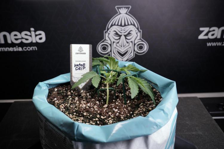 TicaL X Zamnesia-NectarDrip pack#268/750. Week 5 - Nectar trainings
