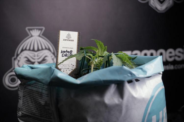 TicaL X Zamnesia-NectarDrip pack#268/750. Week 5 - Nectar trainings