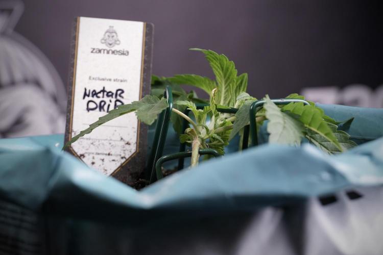 TicaL X Zamnesia-NectarDrip pack#268/750. Week 5 - Nectar trainings