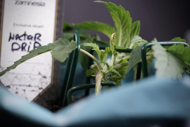 TicaL X Zamnesia-NectarDrip pack#268/750. Week 5 - Nectar trainings