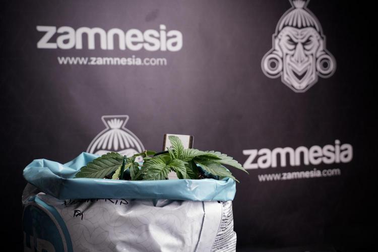 TicaL X Zamnesia-NectarDrip pack#268/750. Week 5 - Nectar trainings