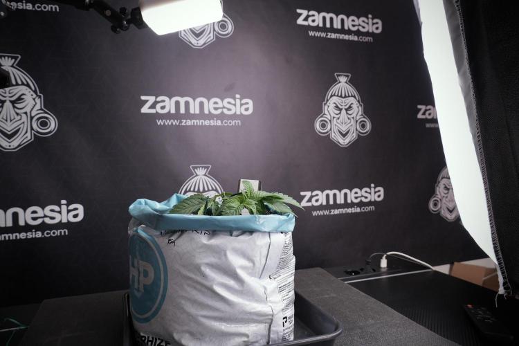 TicaL X Zamnesia-NectarDrip pack#268/750. Week 5 - Nectar trainings