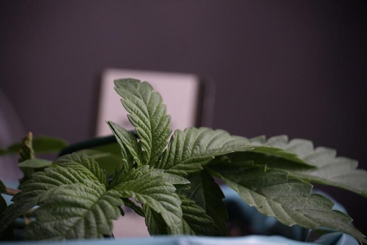 TicaL X Zamnesia-NectarDrip pack#268/750. Week 5 - Nectar trainings